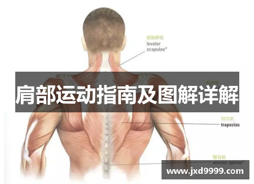 肩部运动指南及图解详解